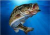 i Fishing