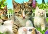 Petz: Katzenfreunde