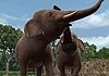 Zoo Resort 3D