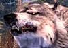 Cabela's Dangerous Hunts 2011