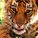 Tiger-Mimi