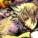 nator