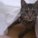 catqueen