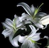 Moonflower