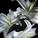 Moonflower