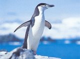 Pinguinlover