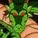 -Super-Shenlong-