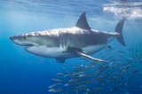 shark1995