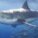 shark1995