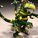Pockler_Tod