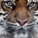 Lionboy333