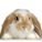 hase999
