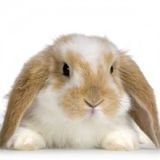 hase999