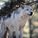 Wolfyly