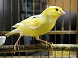 little-bird21