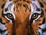TheTigermen