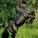 Picco123