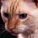 Katzenfreak