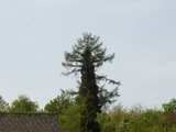 Raketenbaum