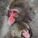 Andre88