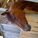 Animal_Crossing_Kerstin