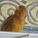Tweety27