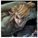 link595