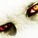 Graf_Morbus