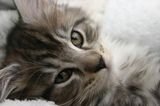 lily1811