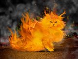 FireCat