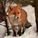 Firefuchs Firefuchs