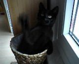 Cat88