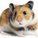 ThelittleHamster
