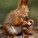 Conker_Squirrel Conker_Squirrel