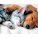 Super_Hund