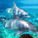 Delfinriff
