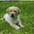 sieglaura sieglaura