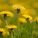 Dandelion96