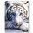 whiteTiger14