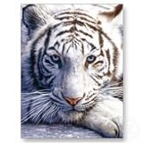 whiteTiger14