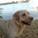 Labbie_Labrador Labbie_Labrador