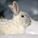 Schneehase12