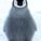 Pinguin123