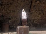 Merlin1
