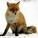 red-fox