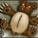 tibbers96 tibbers96