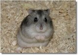 hasemaus