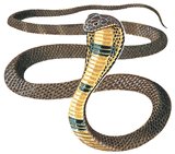 10cobra10