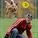 Diener