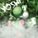 yoshi_the_dino_